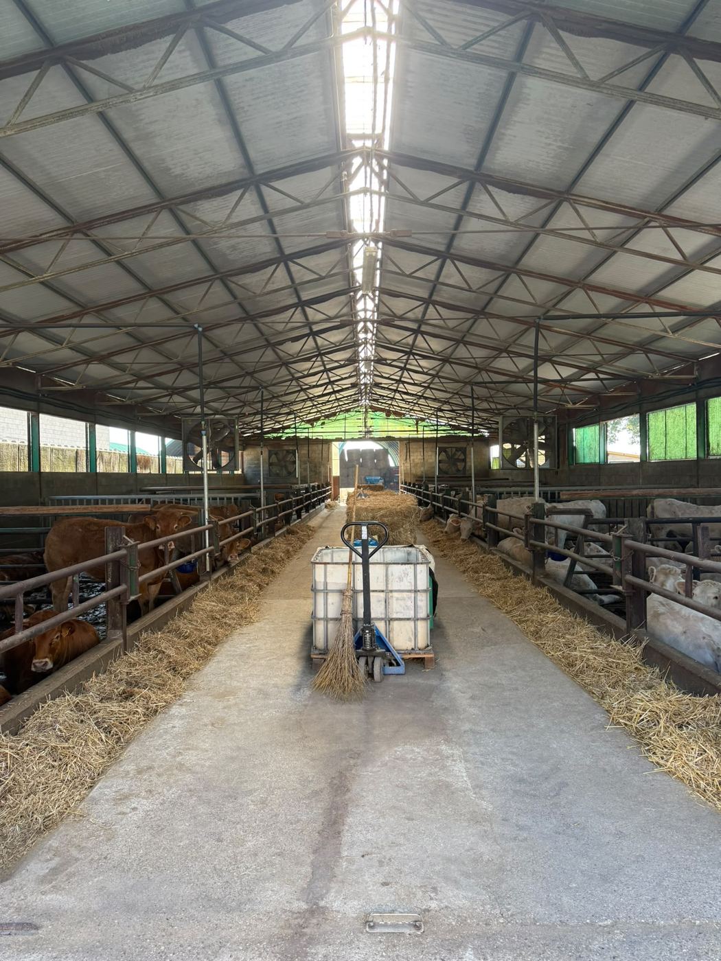 Corsia di alimentazione della stalla con bovini ai due lati